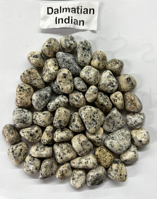 Indian Dalmation Jasper